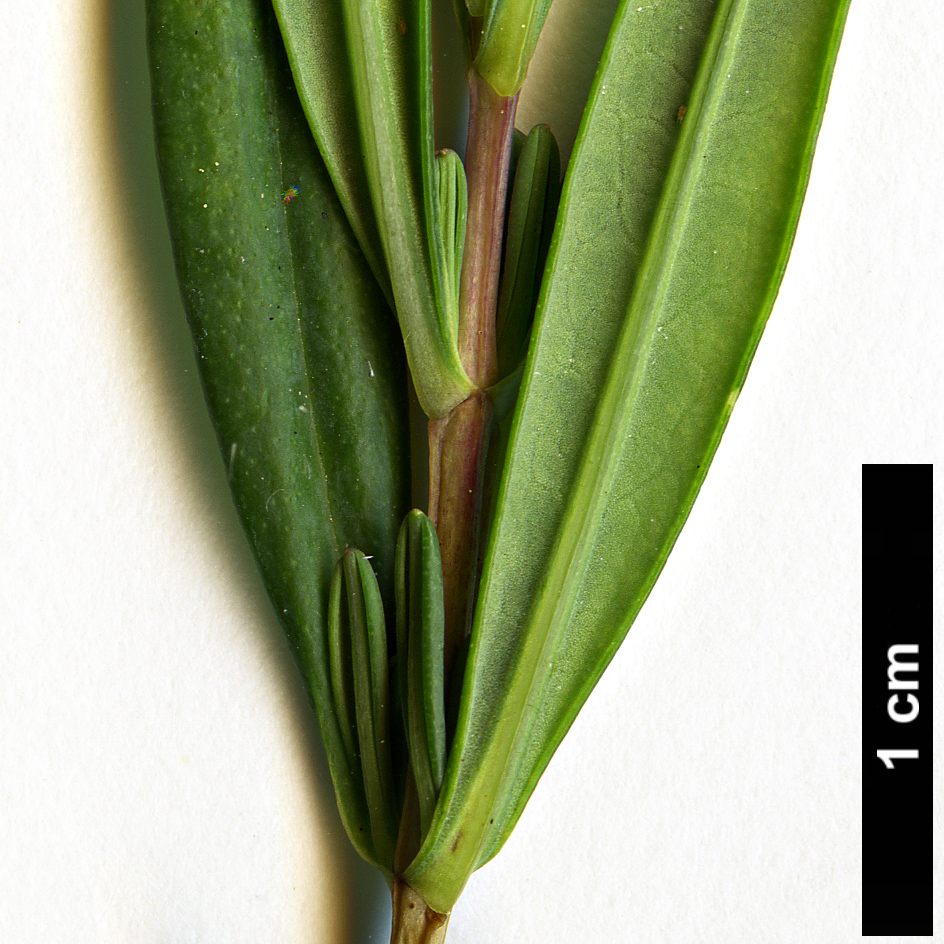 High resolution image: Family: Hypericaceae - Genus: Hypericum - Taxon: buckleyi